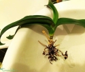 Как спасти корень орхидеи?