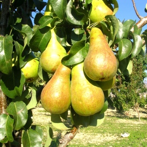 Foto hur man inbjuder en päron
