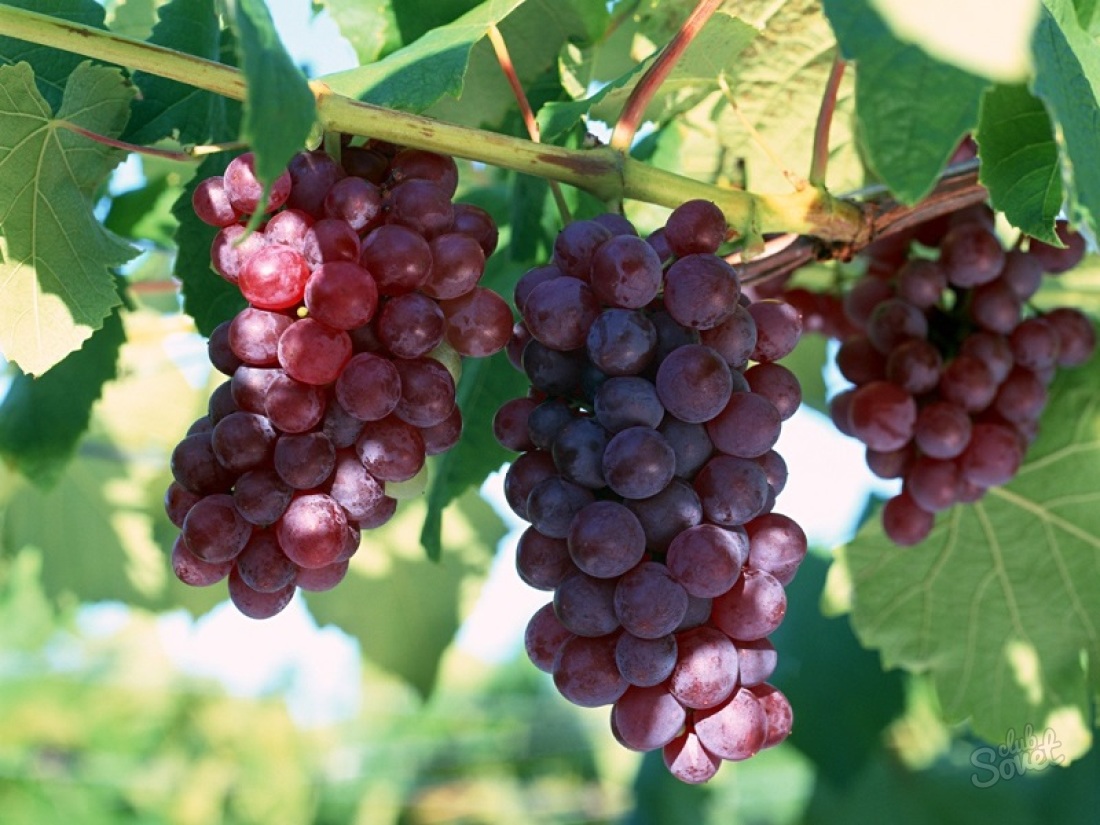Come instillare l'uva