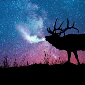 ფოტო რა ოცნებები Elk?