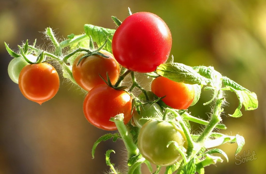 Cara menanam tomat di balkon
