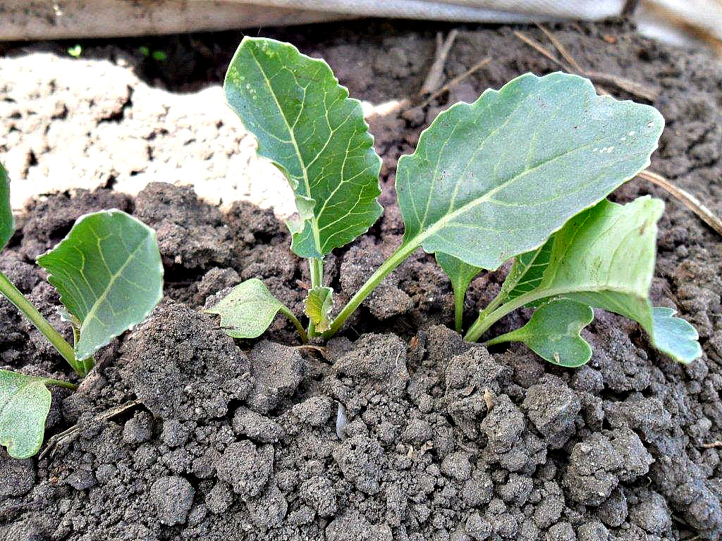Cabbage seedlings in open soil