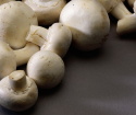 როგორ გაიზარდოს champignons