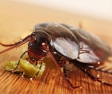 acido borico da scarafaggi