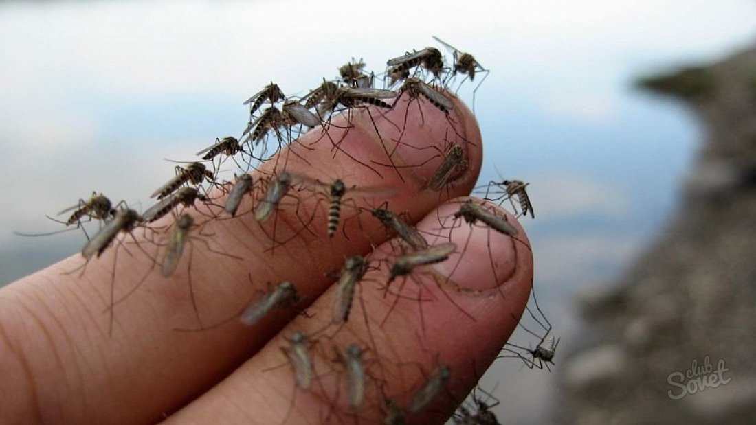 Как выглядят укусы насекомых?