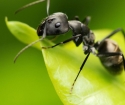 Mravce v záhrade, ako sa zbaviť