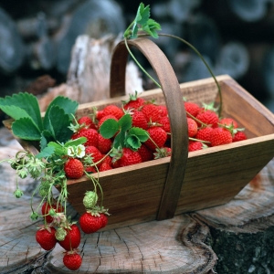 چگونه برای رشد نهال توت فرنگی