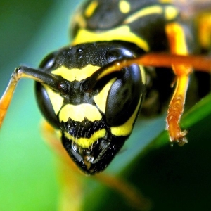 Photo How to treat bite of wasp
