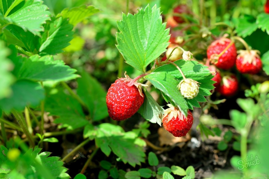 Wie man Erdbeeren unter schwarzes Abdeckungsmaterial pflanzt