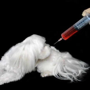 Photo as an injection intramuscularly dog?