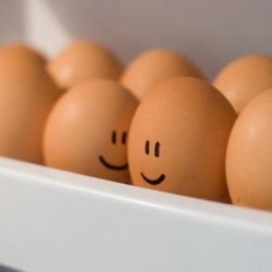 صورة كيفية استخدام السناجب من البيض
