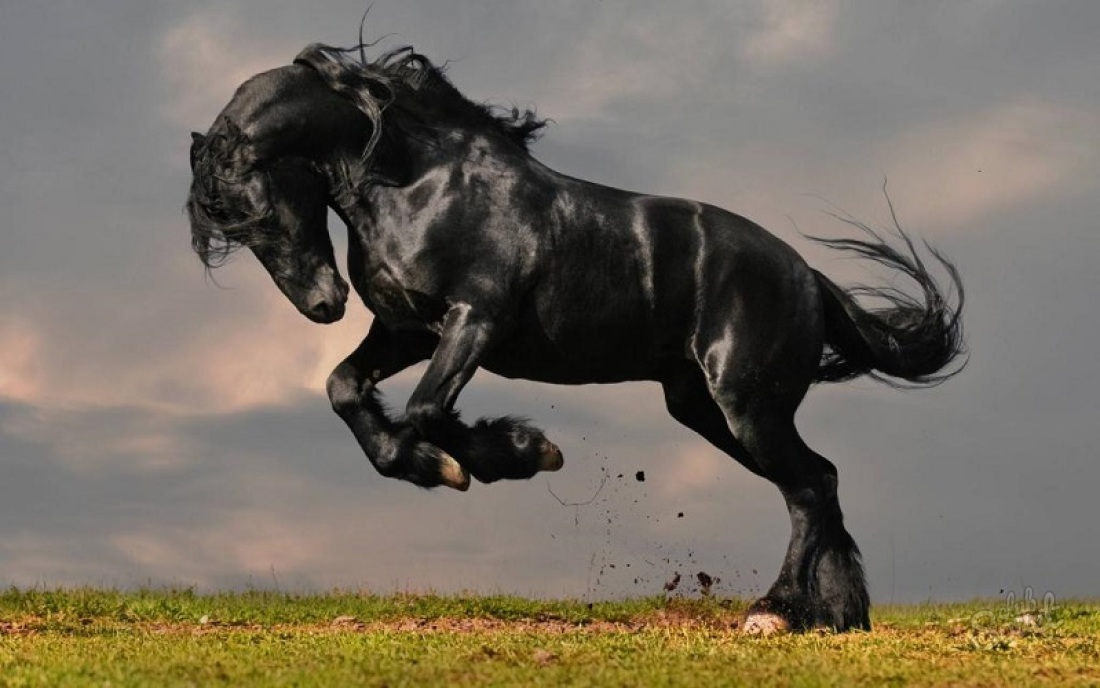 Was ist der Traum von einem schwarzen Pferd?