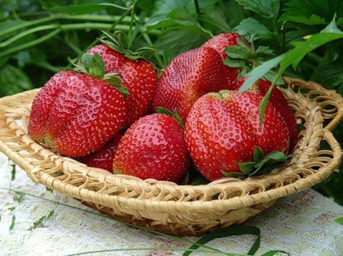 Πώς να καλλιεργήσετε φυτά φράουλας