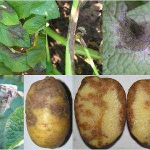 Photo How to deal with potato diseases