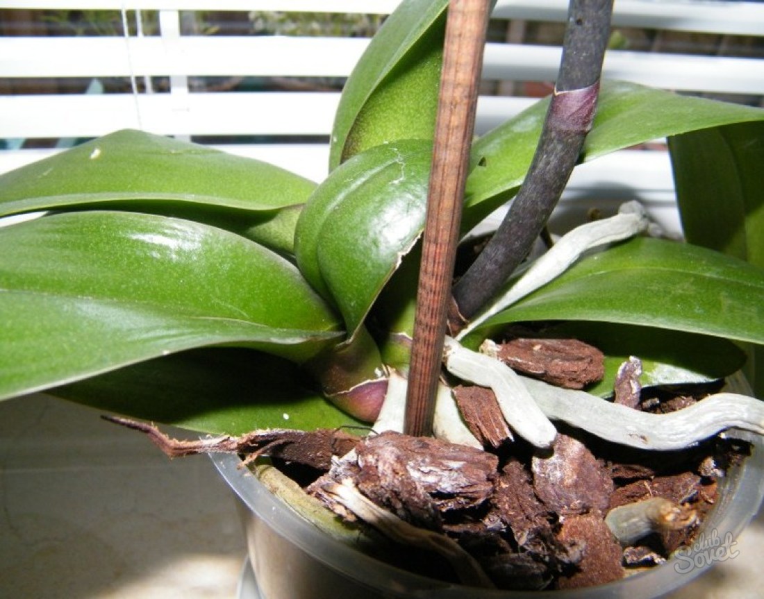A transzplantáció orchidea