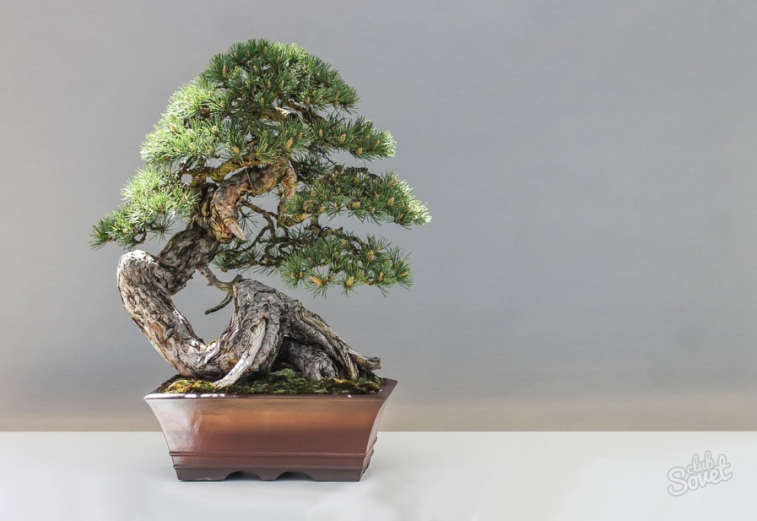 Hur man gör en bonsai
