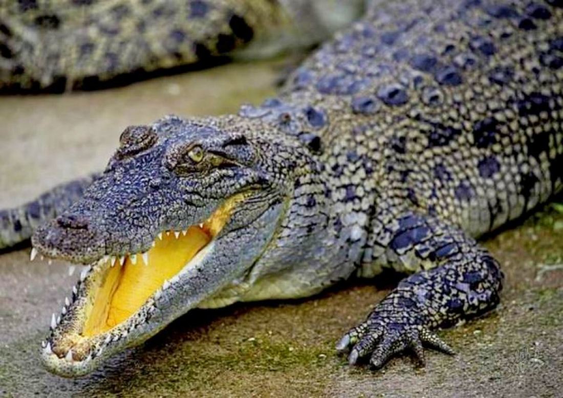 Warum träumen Krokodile?