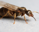 Comment se débarrasser des fourmis volatiles