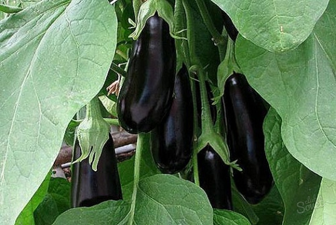 How to grow eggplant seedlings