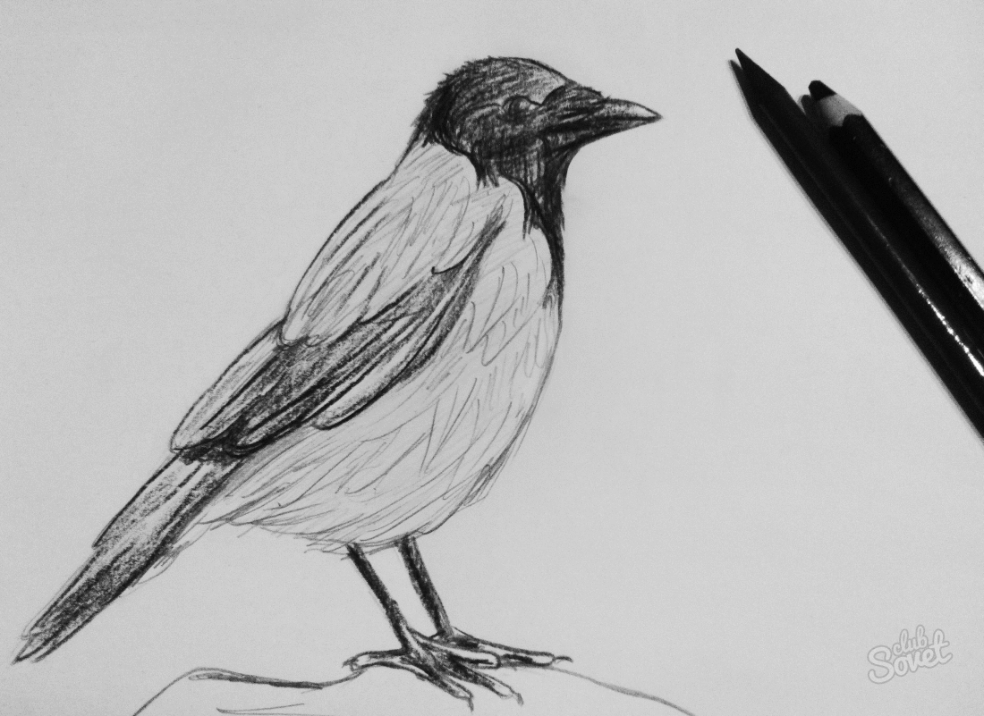 How to draw Crow