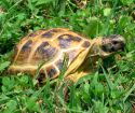 Wie man das Alter der Schildkröte bestimmt