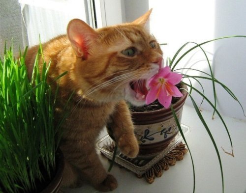 Flores comendo de gato