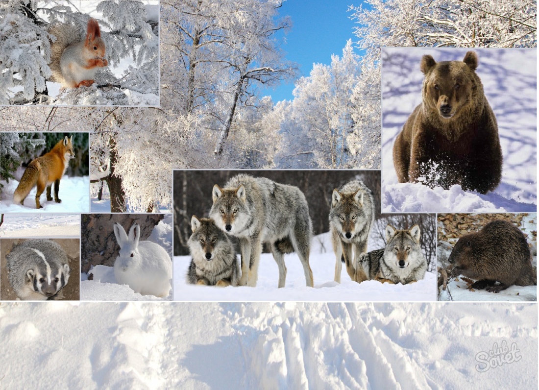 Cum animalele se pregătesc pentru iarnă