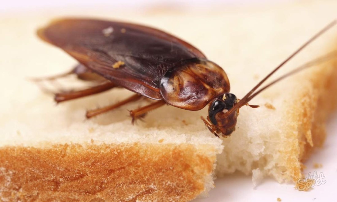 Как да донесе хлебарки от апартамента