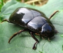 What dream beetles