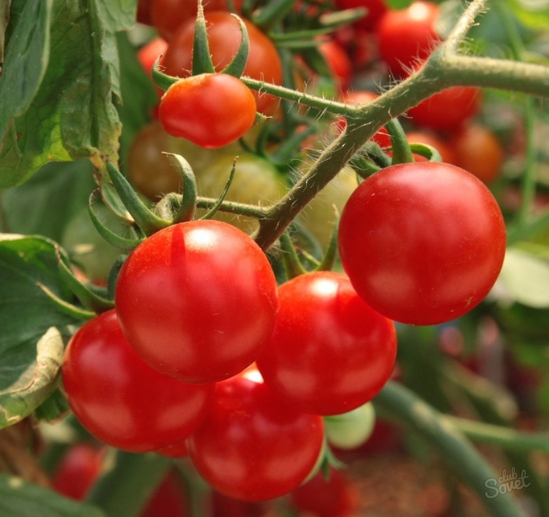 Низкорослые помидоры – лучшие сорта для открытого грунта