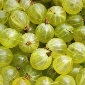 Какво може да бъде приготвено от цариградско грозде?
