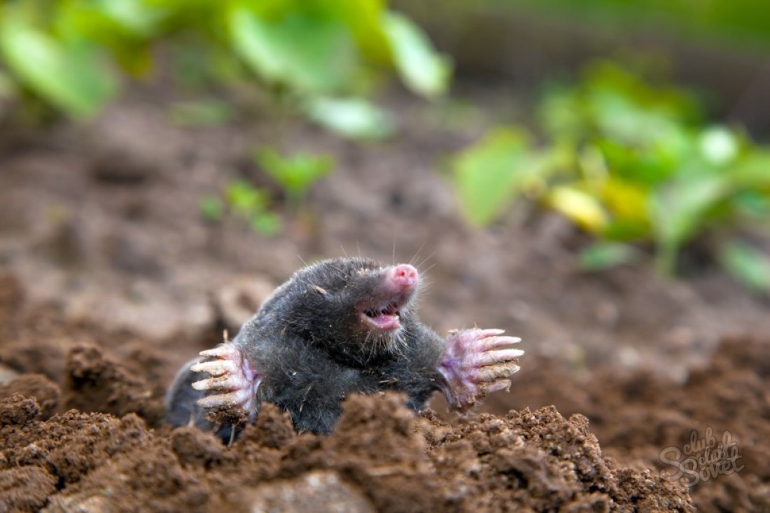Πώς να αντιμετωπίσετε τα moles στον κήπο