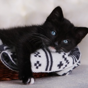 ფოტო რა ოცნებები შავი kitten?