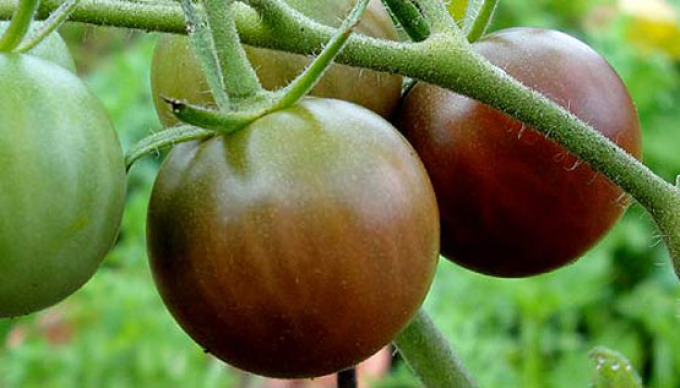Yeşil domates 2.