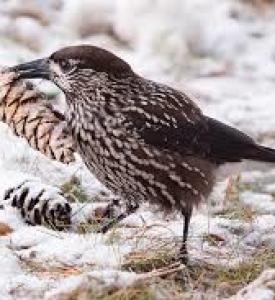 Vilka fåglar förblir vinter