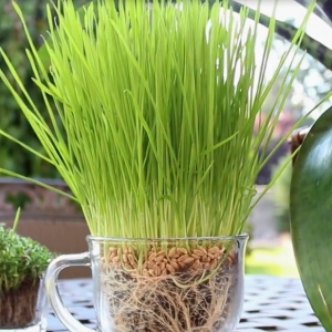 Foto Como germinar o trigo em casa