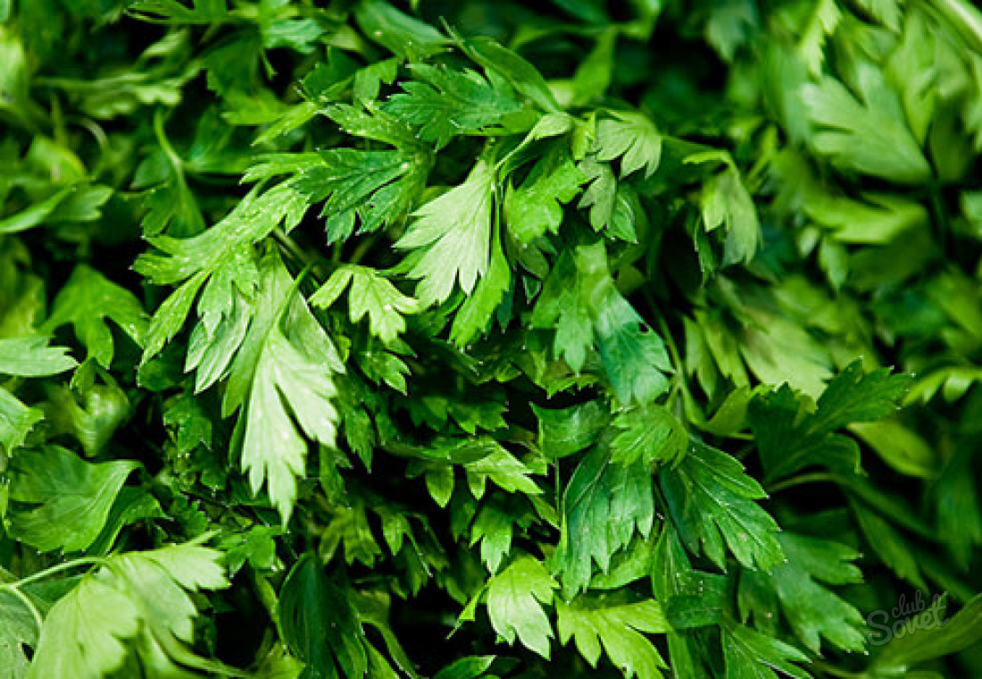 How to grow parsley at home
