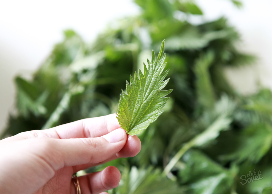Scaffolding of nettle for hair how to cook