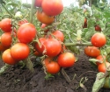 I pomodori sono abbassati per il terreno aperto senza fumamento