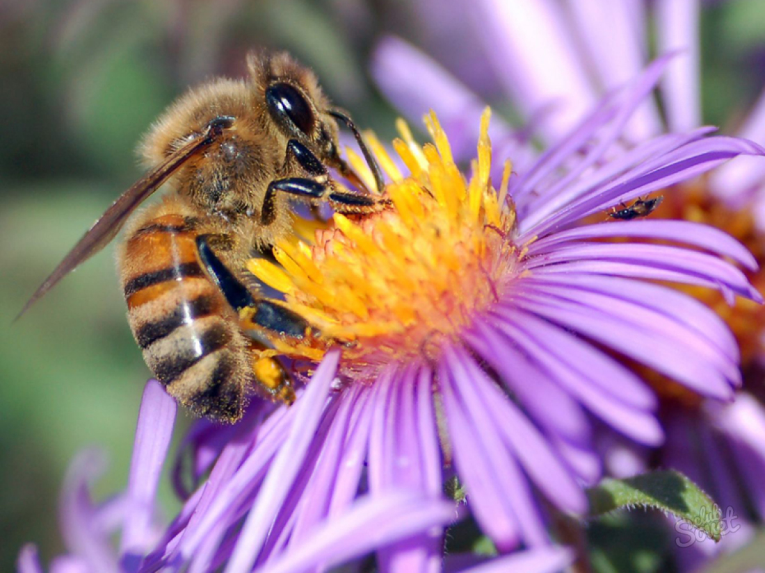 Comment se reproduire des abeilles dans le pays