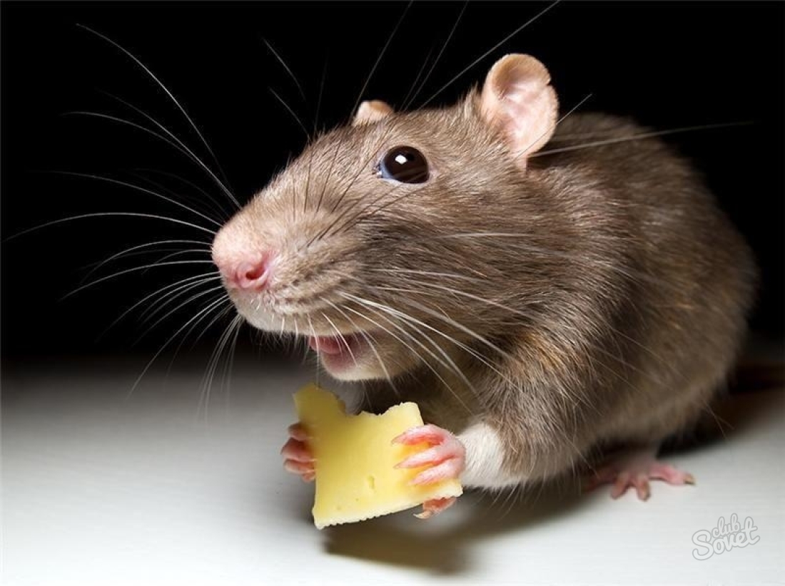Как да се отървем от мишки в апартамента