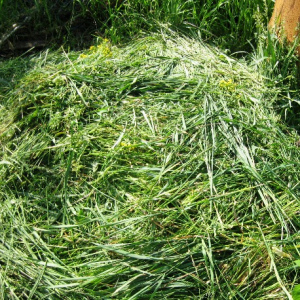 Fertilizer from grass