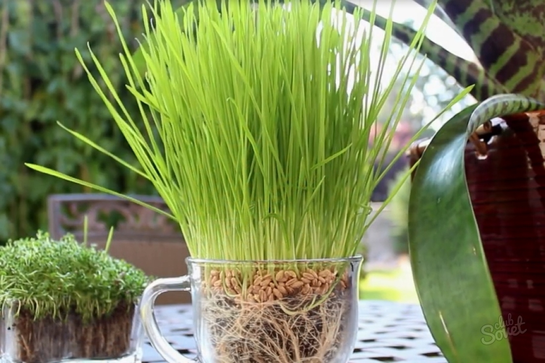 Cum să germinezi grâul acasă