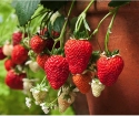 How to grow strawberries on the balcony