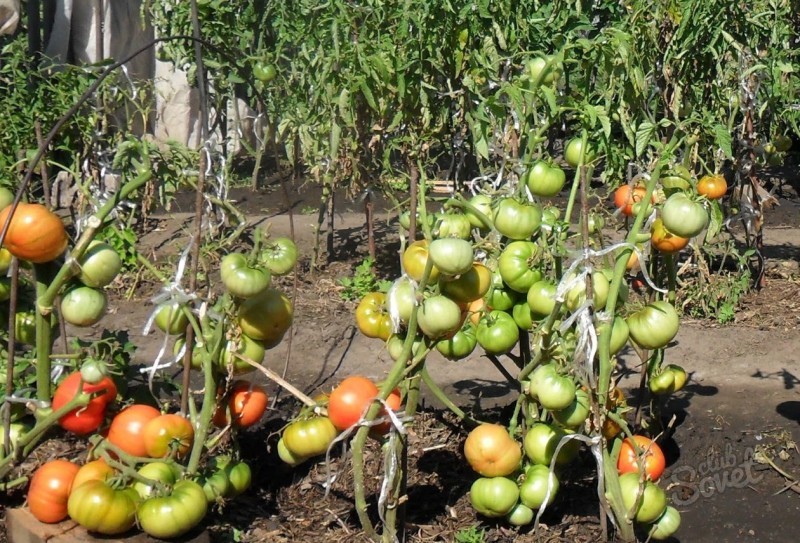 Avlägsnande av steg i tomater (6)