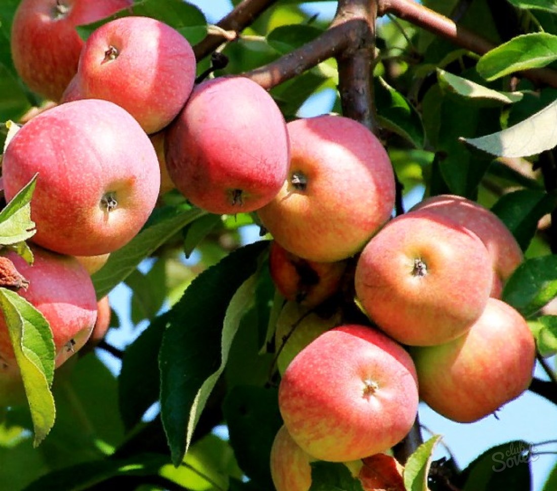 How to treat an apple tree
