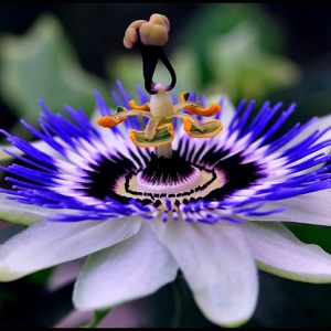 Fotografija Kako rasti Passiflora