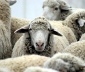 Как построить сарай для овец