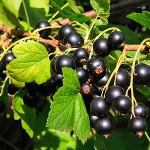 Photo What to treat currants from pests