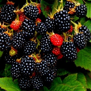 Jak zasadit blackberry